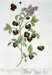 Čajovník Frutex Bontii - botanická deska od Unknown artist