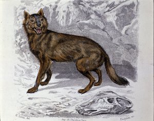 Vlk. Talíř převzatý z přírodovědného pojednání o „“Dílech Buffonových““ přírodovědce Georgese Louise Leclerca, hraběte z Buffonu (1707 - 1788). 19. století od Unknown artist