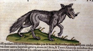 Vlk podle Historia Animalium od Conrada Gesnera, Tiguri 1560. Biblioteca Nazionale Braidense. Milán od Unknown artist