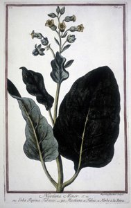 Tabákový list a květ (Nicotiana Minor) v herbáři z 19. století. od Unknown artist