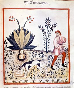Pojednání o lékařství 14. století. Získejte Mandrake. Biblioteca Nazionale Braidense. Milán od Unknown artist