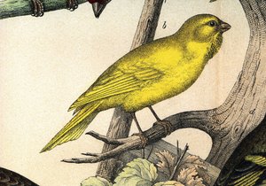 Kanárek - v ""Přírodopis ptáků", ed. Hoepli, Milán od Unknown artist
