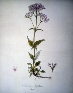 Valeriana mauve nebo Valeriana tripteris. Herbář z 19. století. od Unknown artist