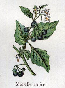 Venenózní botanické rostliny: Nightshale černá. Rytina do „“Přírodního léku““, od Friedricha Eduarda Bilze (1842-1922) od Unknown artist