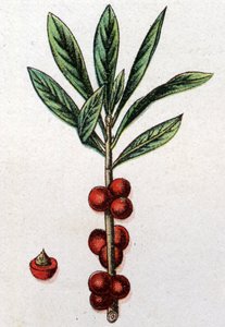 Venenózní botanické rostliny: Daphne Mezereon. Rytina do „“Přírodního léku““, od Friedricha Eduarda Bilze (1842-1922) od Unknown artist