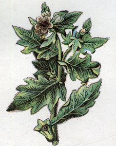 Venenózní botanické rostliny: až. Rytina do „“Přírodního léku““, od Friedricha Eduarda Bilze (1842-1922) od Unknown artist