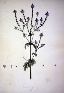 Verbena officinalis (Verbena officinale). Herbář z 19. století. od Unknown artist