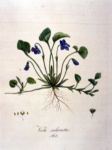 Fialový. 19. století rytina. od Unknown artist