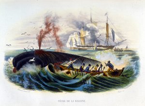 Lov velryb - v „Přírodní historii“ od Lacépède od Unknown artist