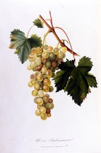 Bílé hrozny. 19. století rytina. od Unknown artist