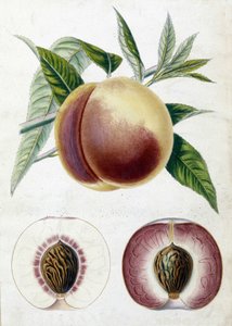 Bílá broskev - botanická deska od Unknown artist