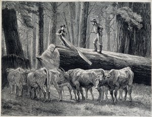 Dřevorubci v sekvojovém lese v Kalifornii - rytina od Unknown artist