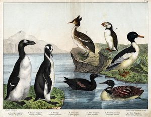 a: zlatá rybka obecná (Mergus merganser), b: potápka obecná (Podiceps cristatus), c: potápka obecná (Colimbus glacialis), d: guillenot černý (Cephis grylle), tučňák velký (Alca impennis), papuchal obecný (Fratercula artica g), g; Tučňák královský (Ptenodyd od Unknown artist