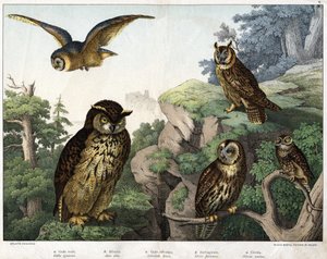a: Zlatá sova (Bubo cowardus), b: Hulotte (kočka-huant) (Asio shell), c: Divoká sova (Syrnium aluco), d: Sova (Strix flammea), e: Sova (Athene owl) - v „Přírodní Historie ptáků“, ed. Hoepli, Milan od Unknown artist