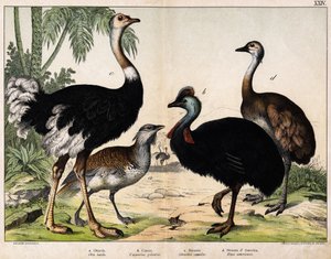a: Drop velký (Otis tarda), b: Casoar (Casarius galeatus), c: Pštros africký (Struthio camelus), d: Nandon (Rhea Americana) -In “” Natural History of Oideals”, ed. Hoepli, Milan od Unknown artist