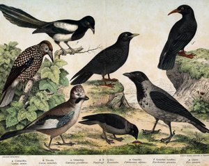 a: vrána pláštíková (Corvus cornix), b: klíčky obecné (Corvus monedula), c: sojka kanálská (Garrulus glaudarius), d: cassenoix kropenatý (Nucifraga caryocatactes), e: čoka žlutozobý (Pyrrohocorax alpinus), f: červená -účtoval (Pyrrhocorracorracorracorrax)  od Unknown artist