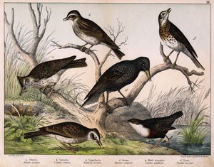 a: skřivan severní (Lark arvensis), b: skřivan Lulu (Lullula arborea), c: cappellaccia (Galerita cristata), d: špaček Sansonnetský (Sturnus vulgaris), e: kachna (Cinclus aquaticus), f: drozd (Turdus musicus) - v "Přírodopise ptáků", ed. Hoepli, Milan od Unknown artist
