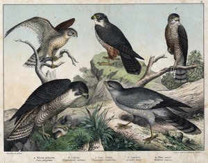 a: Pelerine Falcon (Falco peregrinus), b: Hawk Hawk (Hypotriorchis subbuteo), c: Sokol poštolka (Tunnunculus alaudarius), d: European Jestřáb (Hawk