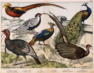 a: Bažant stříbrný (Euplocamus nycthemerus), b: Bažant zlatý (Thaumalea picta), c: Bažant majestátní (Argus giganteus), d: Páv modrý (Pavo cristatus), e: Lophophorus impeyanus, f: Turecko (Meleagris gallo-pavo) , v „Přírodní historii ptáků“, ed. Motyka od Unknown artist