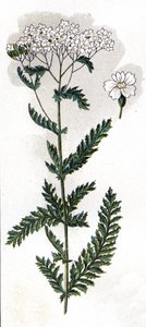 ilustrace v knize Mon docteur - traite de medecine et d