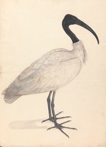 Černobílý indický pták (jeden z páru) od Unknown artist