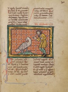 Pták Caladrius od Unknown artist