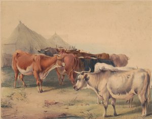 Stádo dobytka od Unknown artist