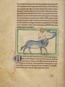 A Monocentaurus od Unknown artist