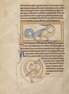 Scitalis; Amphisbaena od Unknown artist