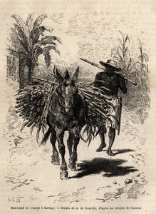 Obchodník s třtinou a jeho mezek v Cartagu (Kostarika), jediný obchodník, který oživuje prázdné ulice města. Rytina k ilustraci plavby do Nové Granady, od Dr. Saffraye, v roce 1869, publikovaná v “”Le tour du monde”””” 1873, editoval Edouard Char od Unknown artist