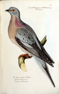 Stěhovavá holubice, nyní vyhynulá. Zoologická mapa po Fritschovi od Unknown artist
