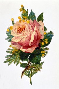 Růže od Unknown artist