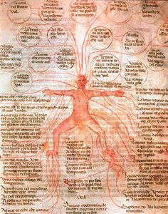 Anatomická tabulka znázorňující krevní oběh Miniatura z rukopisu „“ De surgia“““ Benátská biblioteca Marciana ze 13. století od Unknown artist