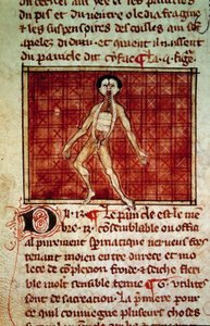 Anatomická postava: kůra, hrudník otevřený. Miniatura z rukopisu „“ Chirurgie“ (Folio 11v) od Henriho de Mondeville (chirurg Philippe Le Bel, profesor anatomie) od Unknown artist