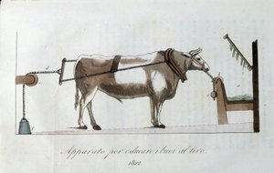 Zařízení pro přivykání volů na linii. Deska převzata z "" Journal of Agriculture, Arts and Technics "" (Revue d