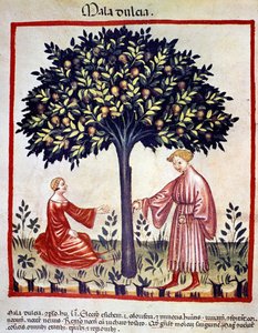 Sběr jablek. Osvětlení z dojení medicíny a dietetiky „“Tacuinum sanitatis““ od Unknown artist