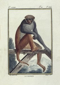 BUFON, Georges-Louis Leclerc, hrabě (1707-1788). Opice rhesus (rhesus). Ilustrace k "Histoire naturelle, generale et particular". od Unknown artist