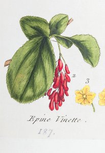 Barberry od Unknown artist