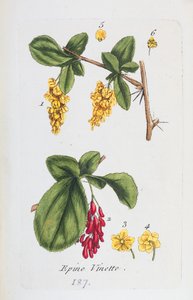 Barberry od Unknown artist