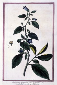Belladonna, květiny a bobule. Jedovatá rostlina používaná v lékařství. Rytina podle herbáře z 19. století. od Unknown artist