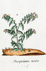 Černý henbane od Unknown artist