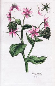 Borage od Unknown artist
