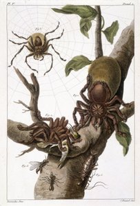 Botanická tabule: 1) Surinamský pavouk na guajave a zámotku housenky 2) stejný pavouk požírající kolibříka odtud název Aranea avicularia Linn 3) Lovec pavouků z Linneu, Surinam 4) Surinamský mravenec 5) Nymfa tohoto mravence 6) Okřídlený mravenec - v “” To od Unknown artist