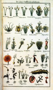 Botanická rada: Klasifikace rostlin Carl von LINNE (1707-1778), švédský přírodovědec v „" Compendium Botanices Systematis Linnean "". Edice od Unknown artist