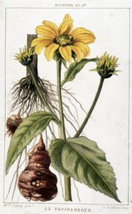 Botanická tabule představující jeruzalémský artyčok. od Unknown artist