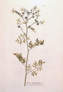 Botanická tabule: rue officinale (Ruta graveolens). In "Ikony léčivých rostlin" od J.J.Plencka, Vídeň, Rakousko od Unknown artist