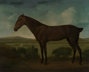Hnědý kůň v kopcovité krajině od Unknown artist