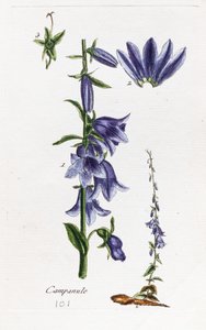 Campanula (zvonek broskvolistý) od Unknown artist