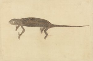 Chameleon Chameleon od Unknown artist