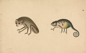 Chameleon a savec od Unknown artist